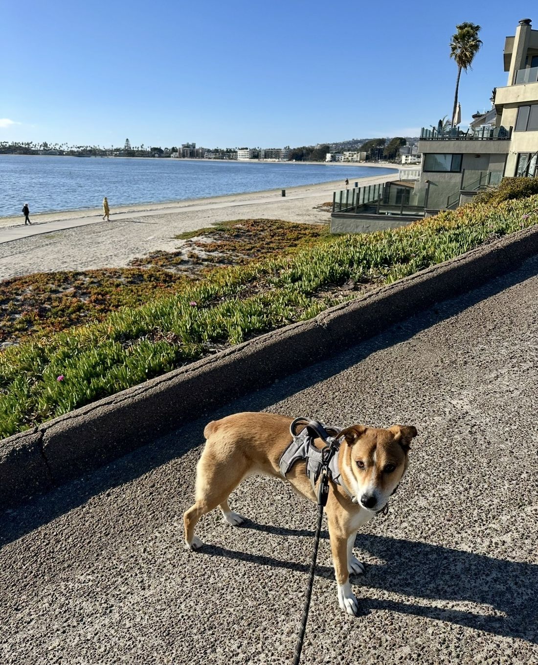 Honey at the beach