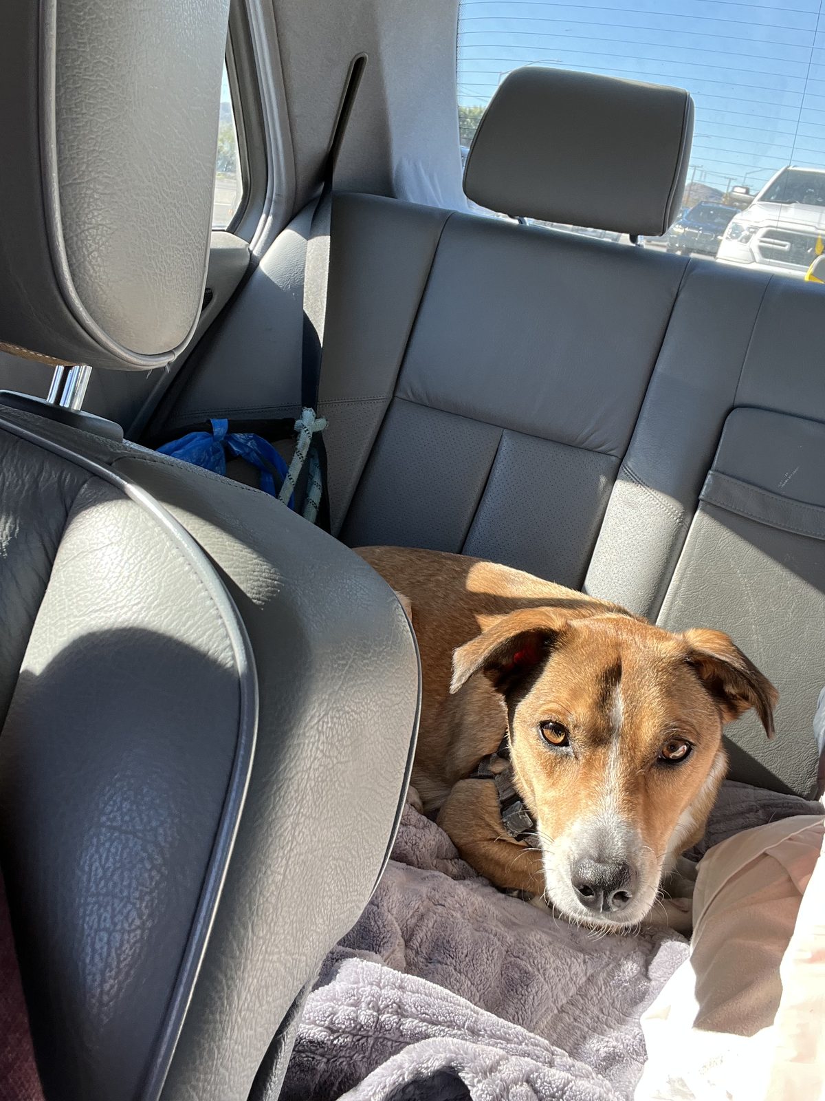 Honey riding in the back seat