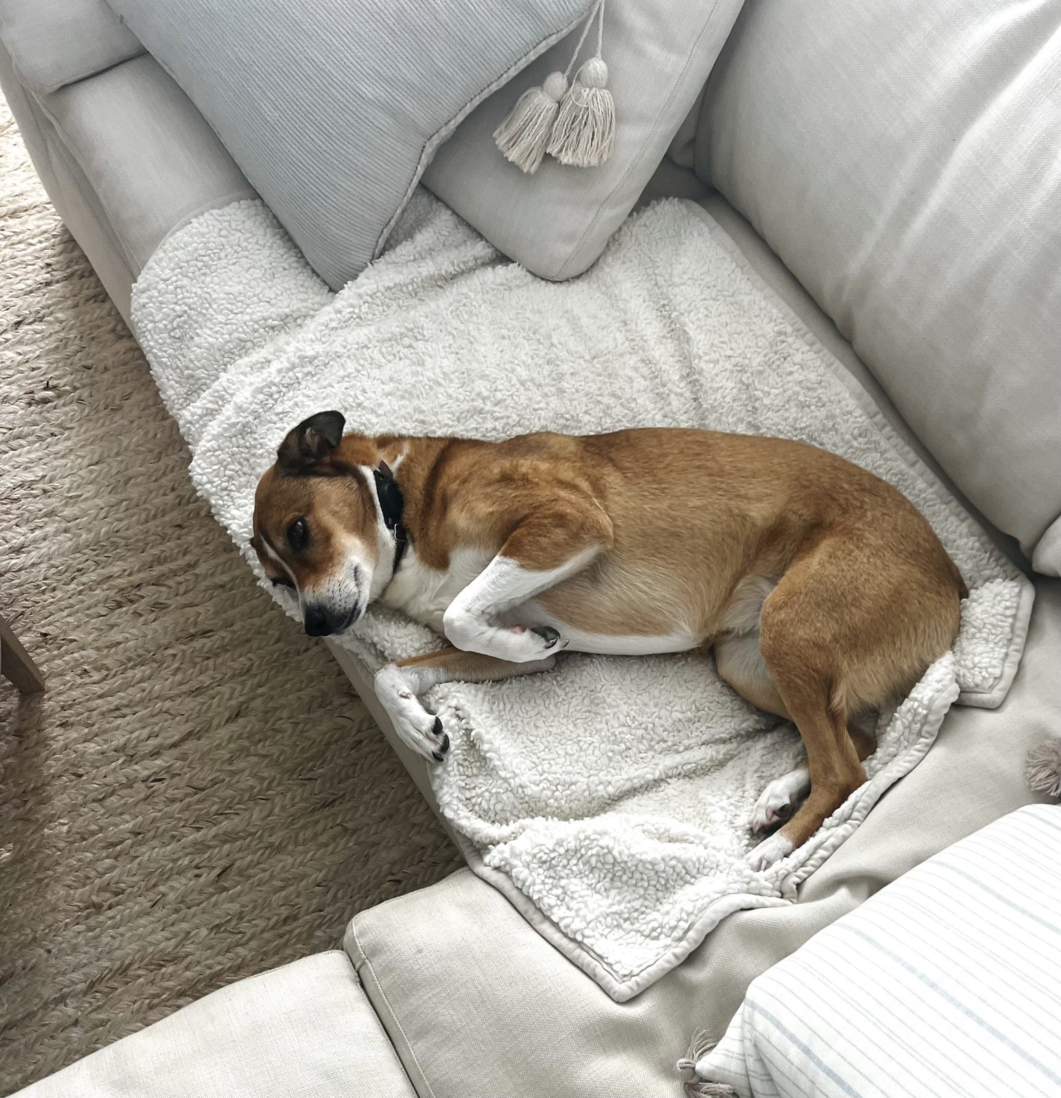 Honey curled up on the couch