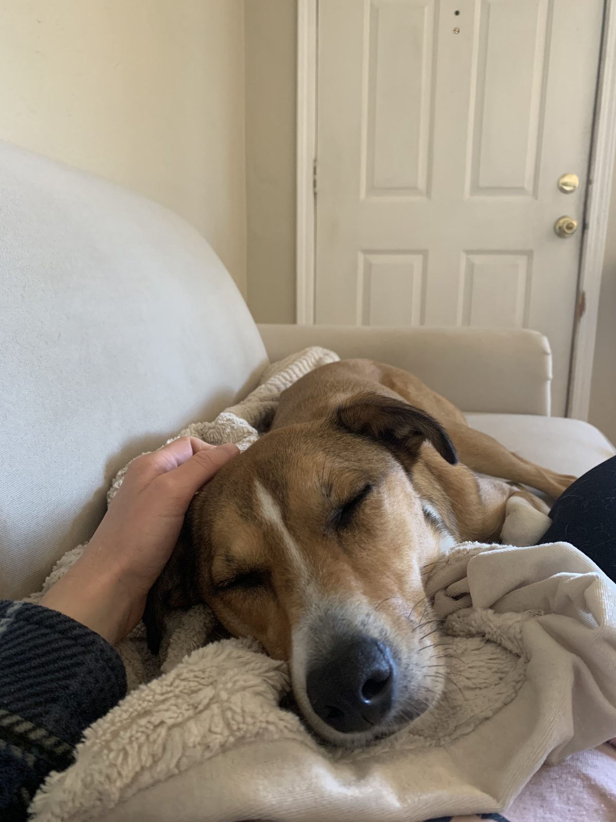 Honey getting head pats while she naps