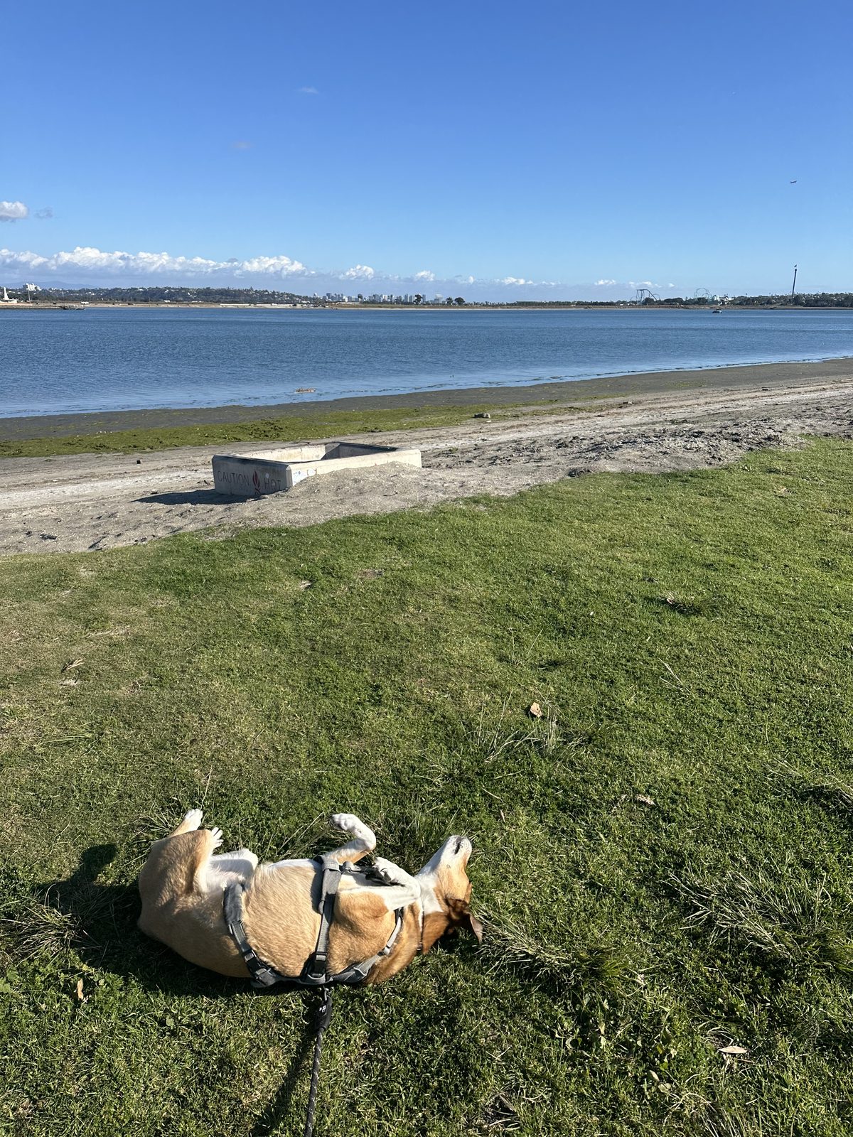 Honey rolling in the grass by the bay